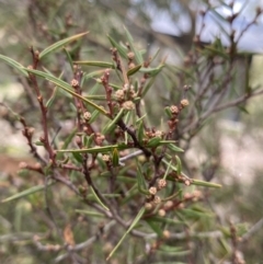 Acacia siculiformis at Jagungal Wilderness, NSW - 15 Apr 2022 02:18 PM