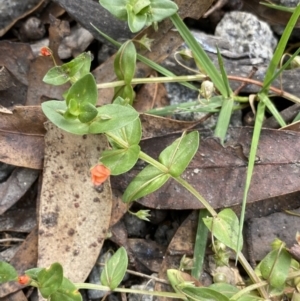 Lysimachia arvensis at Jagungal Wilderness, NSW - 15 Apr 2022