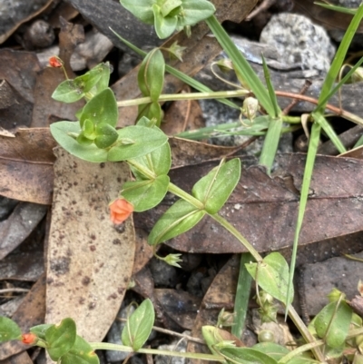 Lysimachia arvensis (Scarlet Pimpernel) at Kosciuszko National Park - 15 Apr 2022 by Ned_Johnston