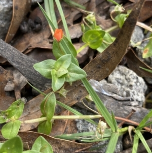 Lysimachia arvensis at Jagungal Wilderness, NSW - 15 Apr 2022 02:17 PM