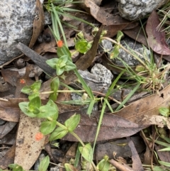 Lysimachia arvensis at Jagungal Wilderness, NSW - 15 Apr 2022