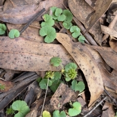 Hydrocotyle laxiflora (Stinking Pennywort) at Jagungal Wilderness, NSW - 15 Apr 2022 by Ned_Johnston