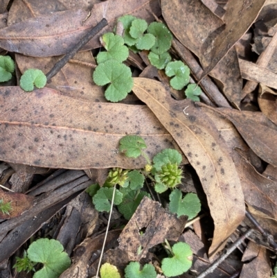 Hydrocotyle laxiflora (Stinking Pennywort) at Jagungal Wilderness, NSW - 15 Apr 2022 by Ned_Johnston