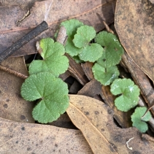 Hydrocotyle laxiflora at Jagungal Wilderness, NSW - 15 Apr 2022 02:17 PM