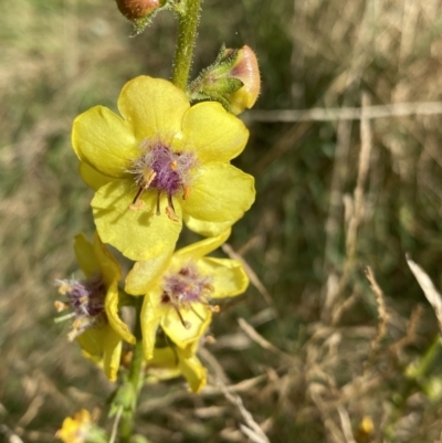 Verbascum virgatum (Green Mullein) at Jagungal Wilderness, NSW - 15 Apr 2022 by NedJohnston