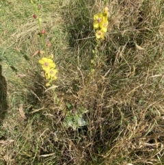 Verbascum virgatum at Jagungal Wilderness, NSW - 15 Apr 2022