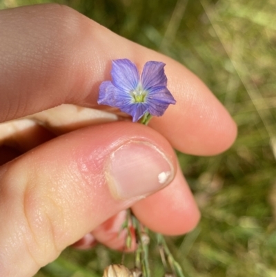 Linum marginale (Native Flax) at Jagungal Wilderness, NSW - 15 Apr 2022 by NedJohnston