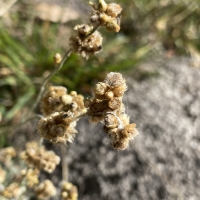 Pseudognaphalium luteoalbum (Jersey Cudweed) at Kosciuszko National Park - 15 Apr 2022 by Ned_Johnston