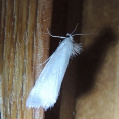 Tipanaea patulella (A Crambid moth) at Pollinator-friendly garden Conder - 31 Dec 2021 by michaelb