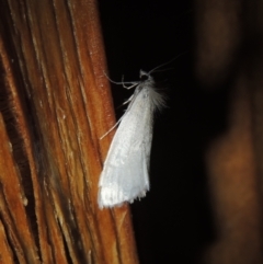 Tipanaea patulella at Conder, ACT - 31 Dec 2021