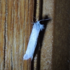 Tipanaea patulella at Conder, ACT - 31 Dec 2021