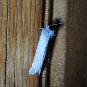 Tipanaea patulella at Conder, ACT - 31 Dec 2021