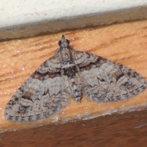 Phrissogonus laticostata at Conder, ACT - 31 Dec 2021