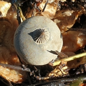 Geastrum tenuipes at Turner, ACT - 20 Apr 2022 08:46 AM