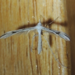 Platyptilia celidotus (Plume Moth) at Pollinator-friendly garden Conder - 31 Dec 2021 by michaelb