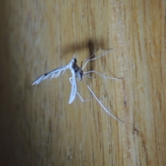 Platyptilia celidotus at Conder, ACT - 31 Dec 2021 09:09 PM