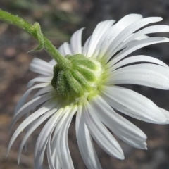 Brachyscome ciliaris var. ciliaris at Bolaro, NSW - 14 Feb 2022 06:19 AM