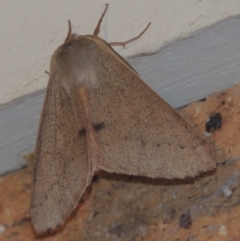 Arhodia lasiocamparia (Pink Arhodia) at Pollinator-friendly garden Conder - 1 Jan 2022 by michaelb