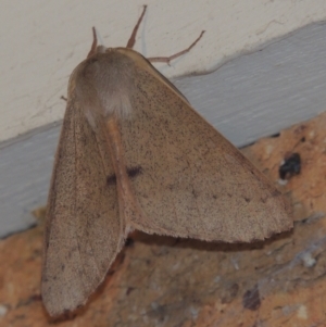 Arhodia lasiocamparia at Conder, ACT - 1 Jan 2022