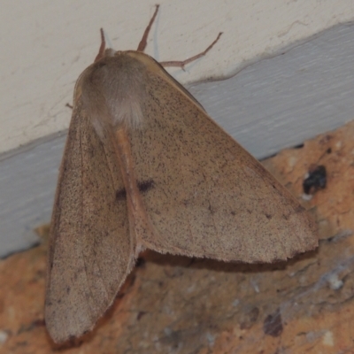 Arhodia lasiocamparia (Pink Arhodia) at Conder, ACT - 1 Jan 2022 by michaelb