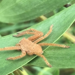 Unidentified Spider (Araneae) at Wonthaggi, VIC - 12 Apr 2022 by Tapirlord