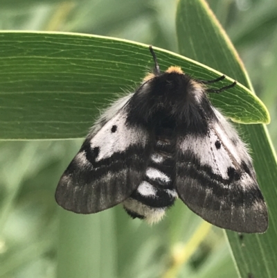 Unidentified Geometer moth (Geometridae) at Wonthaggi, VIC - 12 Apr 2022 by Tapirlord