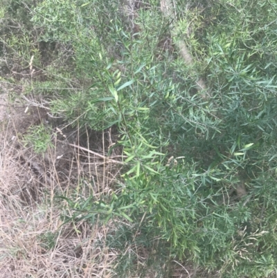 Melicytus dentatus (Tree Violet) at Wonthaggi, VIC - 12 Apr 2022 by Tapirlord