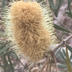 Banksia integrifolia subsp. integrifolia (Coast Banksia) at Wonthaggi, VIC - 12 Apr 2022 by Tapirlord