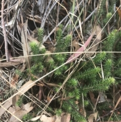 Acrotriche serrulata (Ground-berry) at Wonthaggi, VIC - 12 Apr 2022 by Tapirlord