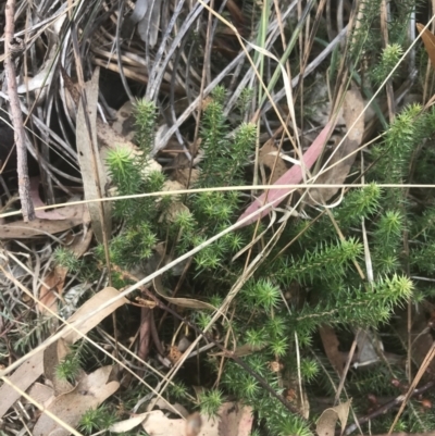 Acrotriche serrulata (Ground-berry) at Wonthaggi, VIC - 12 Apr 2022 by Tapirlord