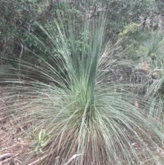 Xanthorrhoea australis (Austral Grass Tree, Kangaroo Tails) at Wonthaggi, VIC - 12 Apr 2022 by Tapirlord