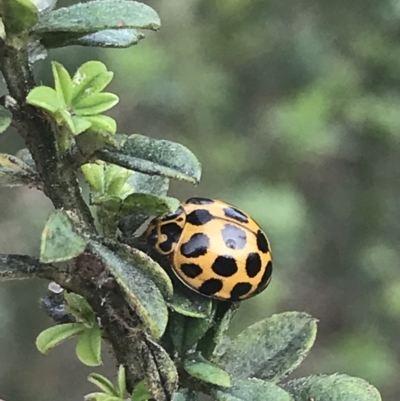 Harmonia conformis at Wonthaggi, VIC - 12 Apr 2022 by Tapirlord