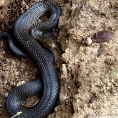 Austrelaps ramsayi (Highlands Copperhead) at Rendezvous Creek, ACT - 18 Apr 2022 by AndrewCB