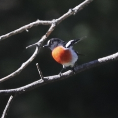 Petroica boodang at Molonglo Valley, ACT - 20 Apr 2022