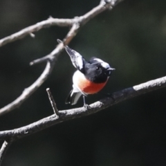 Petroica boodang at Molonglo Valley, ACT - 20 Apr 2022