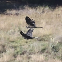 Zanda funerea (Yellow-tailed Black-Cockatoo) at Molonglo Valley, ACT - 20 Apr 2022 by AlisonMilton