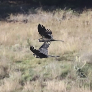 Zanda funerea at Molonglo Valley, ACT - 20 Apr 2022