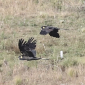 Zanda funerea at Molonglo Valley, ACT - 20 Apr 2022