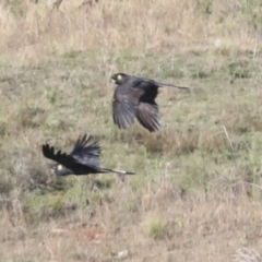 Zanda funerea at Molonglo Valley, ACT - 20 Apr 2022