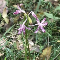 Dipodium variegatum (Blotched Hyacinth Orchid) at Raleigh, NSW - 20 Apr 2022 by BrianH