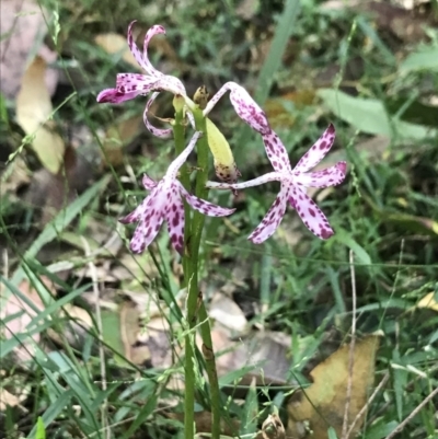 Dipodium variegatum (Blotched Hyacinth Orchid) at Raleigh, NSW - 19 Apr 2022 by BrianH