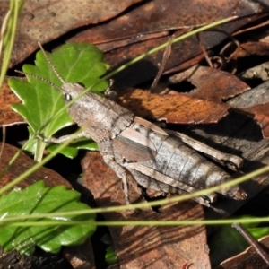 Percassa rugifrons at Tennent, ACT - 11 Apr 2022