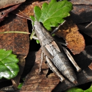 Percassa rugifrons at Tennent, ACT - 11 Apr 2022 12:31 PM