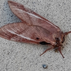 Oxycanus (genus) at Acton, ACT - 20 Apr 2022 11:46 AM