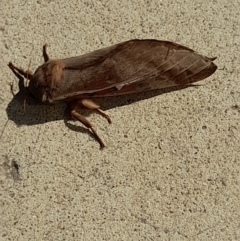 Oxycanus (genus) at Acton, ACT - 20 Apr 2022 11:46 AM