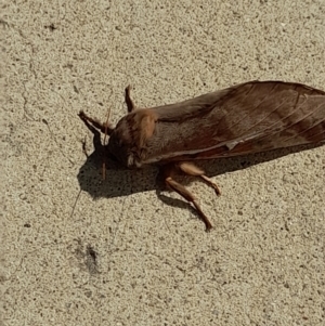 Oxycanus (genus) at Acton, ACT - 20 Apr 2022 11:46 AM