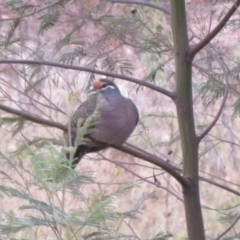 Phaps chalcoptera (Common Bronzewing) at Coree, ACT - 18 Apr 2022 by Christine