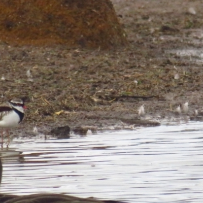 Charadrius melanops (Black-fronted Dotterel) at Bungendore, NSW - 20 Apr 2022 by TomW