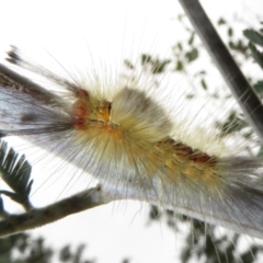 Orgyia anartoides at Coree, ACT - 18 Apr 2022