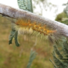 Orgyia anartoides at Coree, ACT - 18 Apr 2022